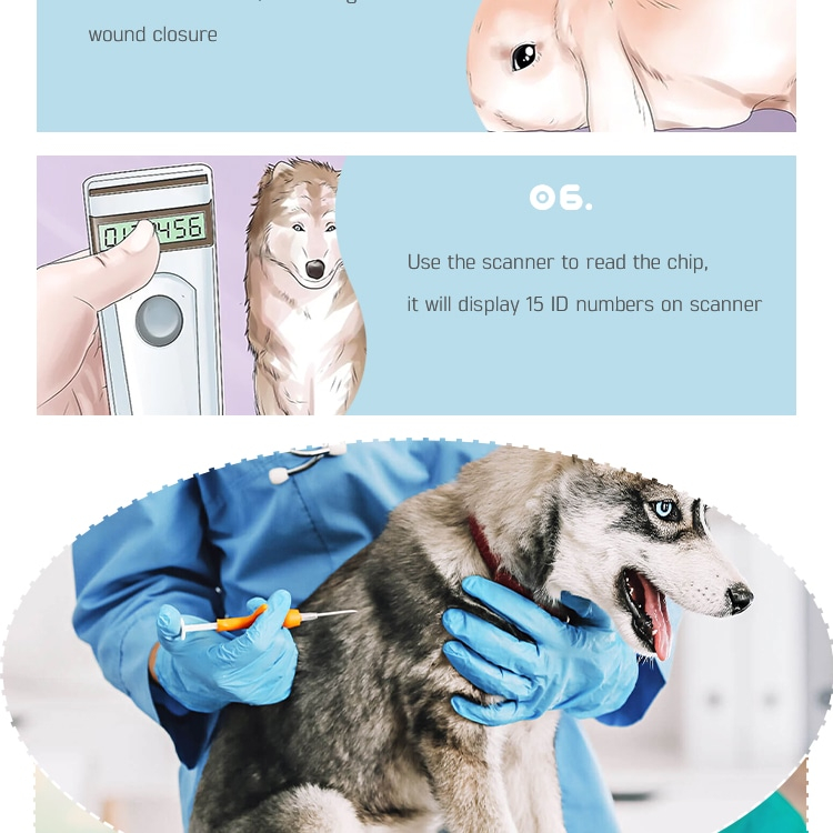Gráfico de pasos que muestra un escáner leyendo el número de identificación del microchip RFID implantado tras la inyección veterinaria.
