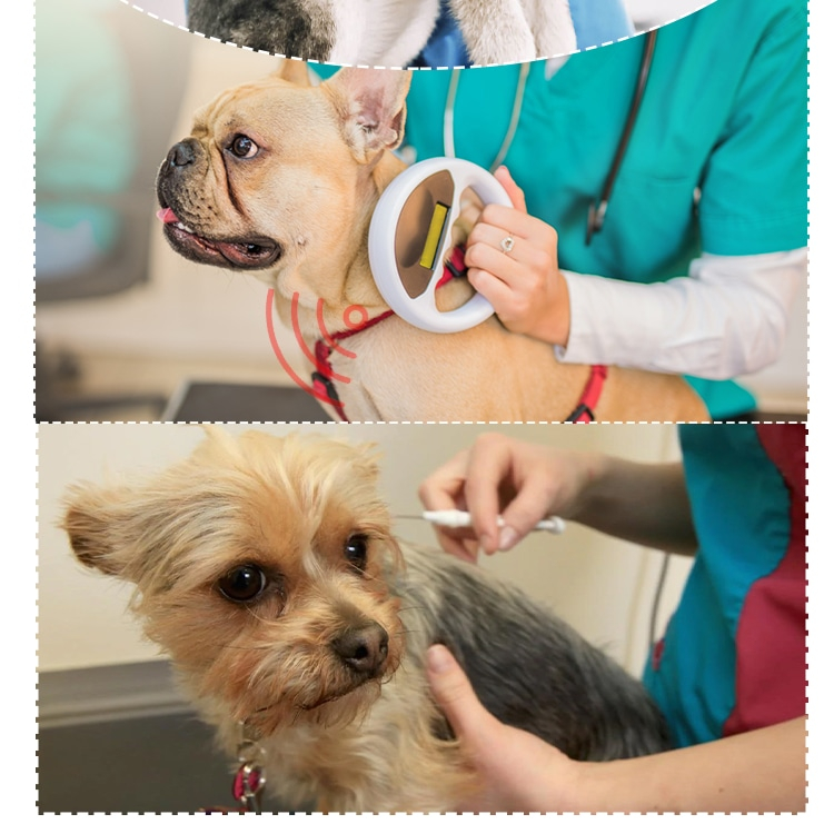 Fotografía de un veterinario leyendo un perro y preparando la inyección en otra mascota, que demuestra el proceso clínico de microchips RFID para animales.